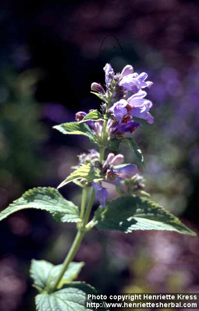 Photo: Nepeta subsessilis 2.