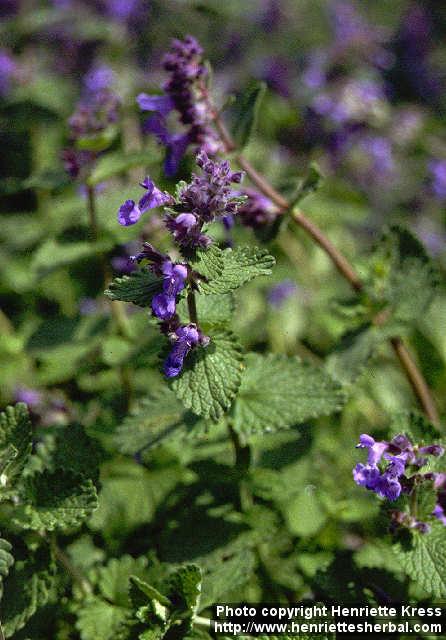 Photo: Nepeta x faassenii 1.