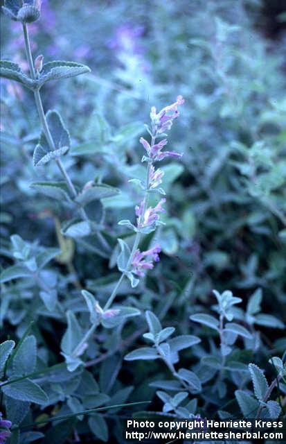 Photo: Nepeta x faassenii 3.