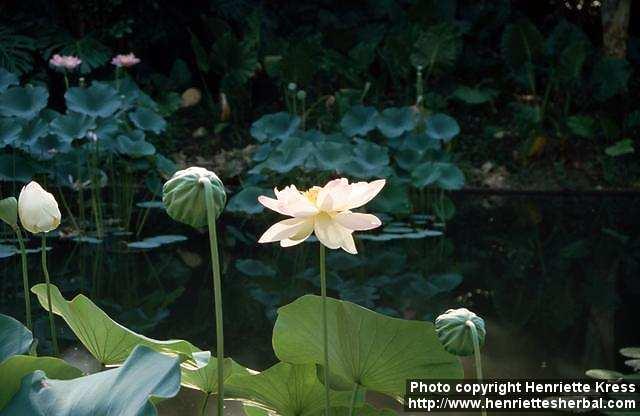 Photo: Nelumbo nucifera 3.