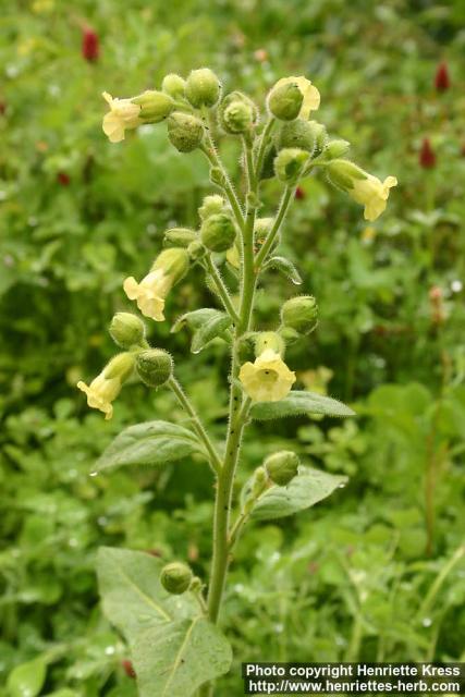 Photo: Nicotiana rustica 2.