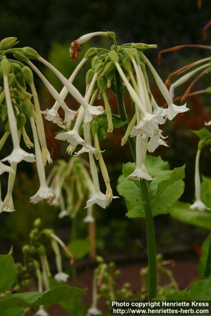 Photo: Nicotiana sylvestris 2.