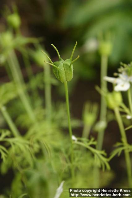 Photo: Nigella sativa 5.