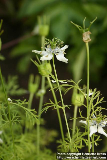 Photo: Nigella sativa 6.