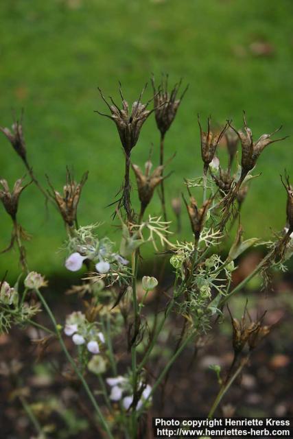 Photo: Nigella arvensis 3.