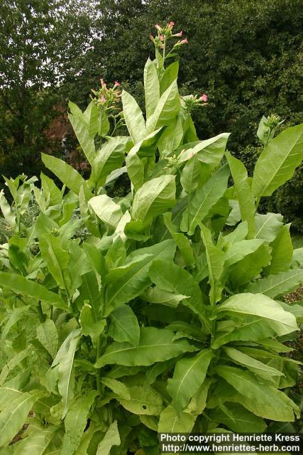 Photo: Nicotiana tabacum 3.