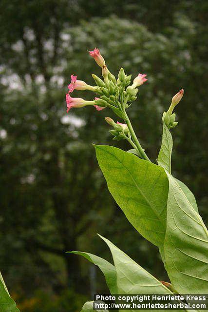 Photo: Nicotiana tabacum 6.