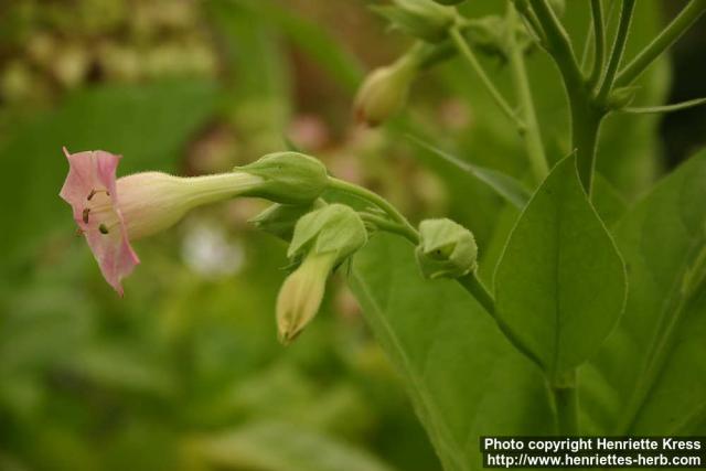 Photo: Nicotiana tabacum 7.