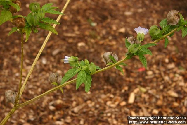 Photo: Nicandra physalodes 4.