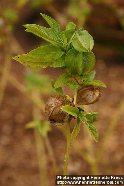 Photo: Nicandra physalodes 5.