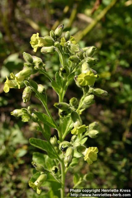 Photo: Nicotiana rustica 4.