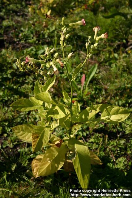 Photo: Nicotiana tabacum 9.