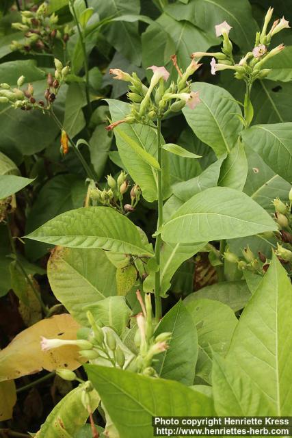 Photo: Nicotiana tabacum 11.