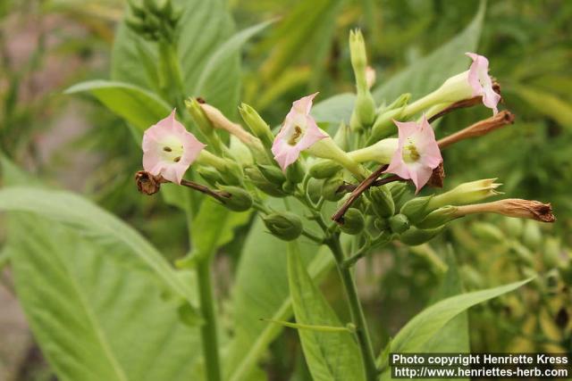 Photo: Nicotiana tabacum 12.