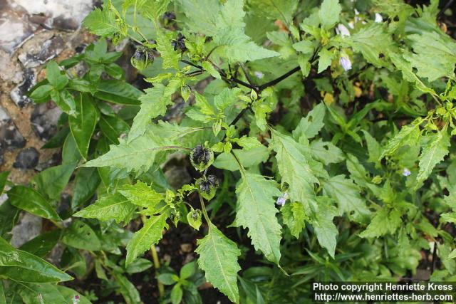 Photo: Nicandra physalodes 08.