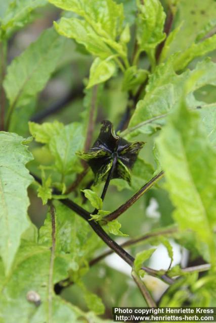 Photo: Nicandra physalodes 11.