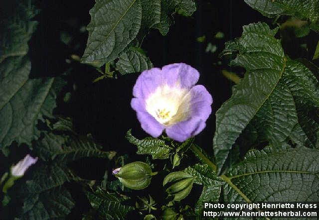 Photo: Nicandra physalodes 1.