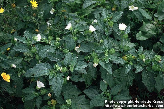 Photo: Nicandra physalodes 2.