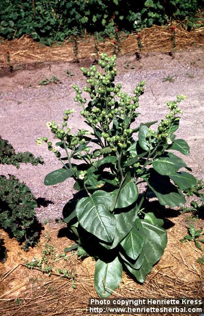 Photo: Nicotiana rustica.