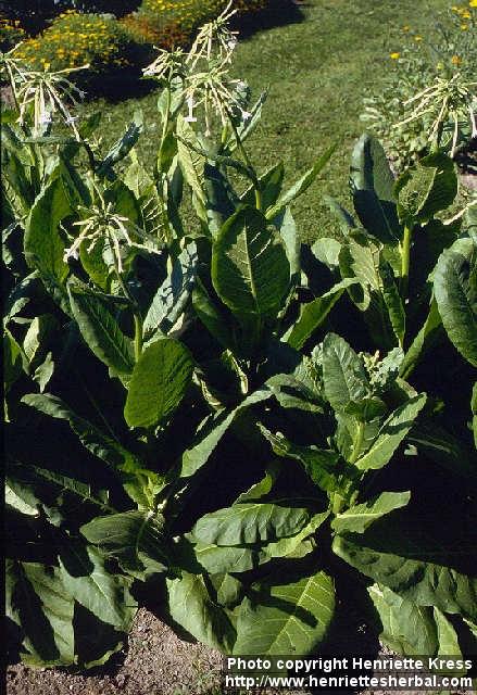 Photo: Nicotiana sylvestris.