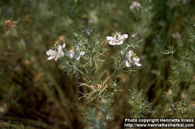 Photo: Nigella arvensis 1.