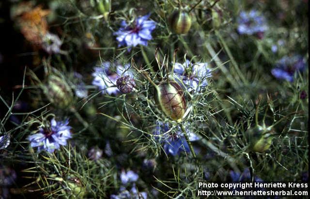 Photo: Nigella damascena 10.