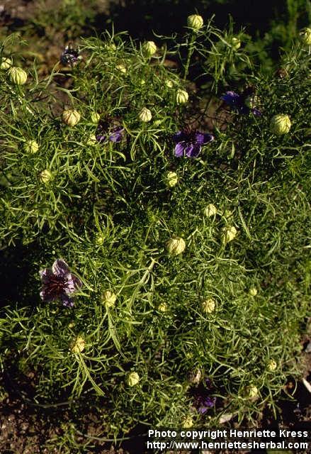 Photo: Nigella damascena 5.