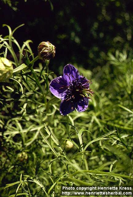 Photo: Nigella damascena 7.