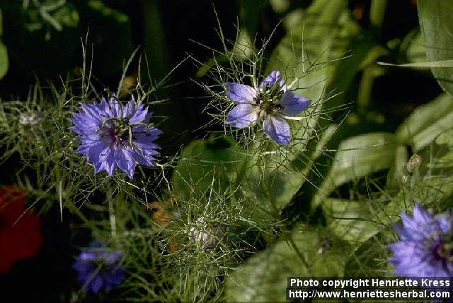 Photo: Nigella damascena.