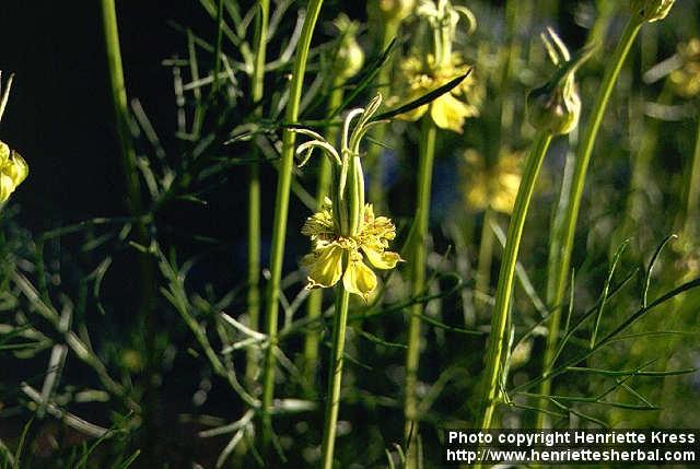 Photo: Nigella orientalis 2.