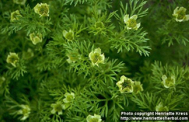 Photo: Nigella sativa 1.