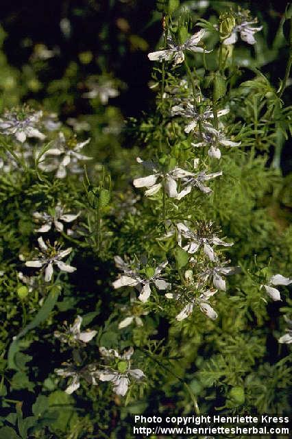 Photo: Nigella sativa.