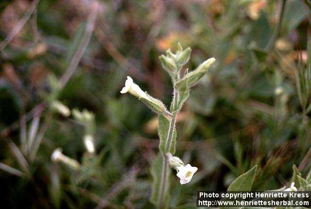 Photo: Nicotiana obtusifolia 1.