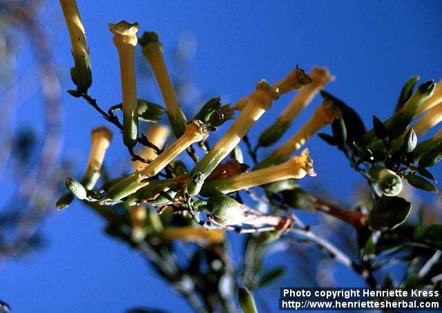 Photo: Nicotiana glauca.