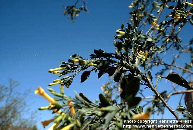 Photo: Nicotiana glauca 1.