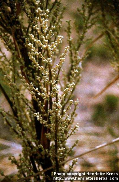 Photo: Nolina microcarpa 2.