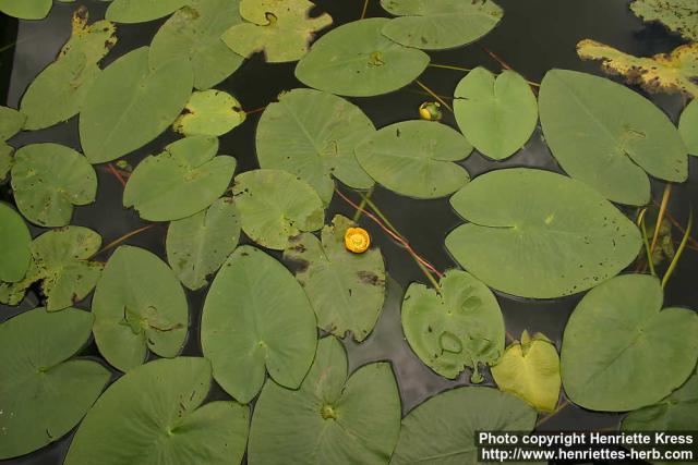 Photo: Nuphar lutea 8.