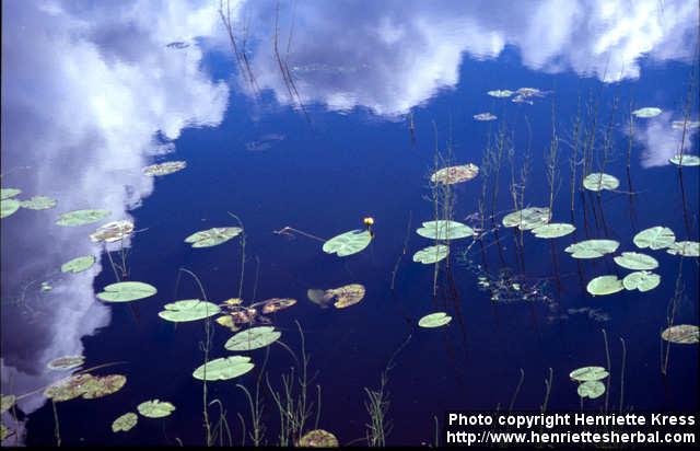 Photo: Nuphar lutea 2.