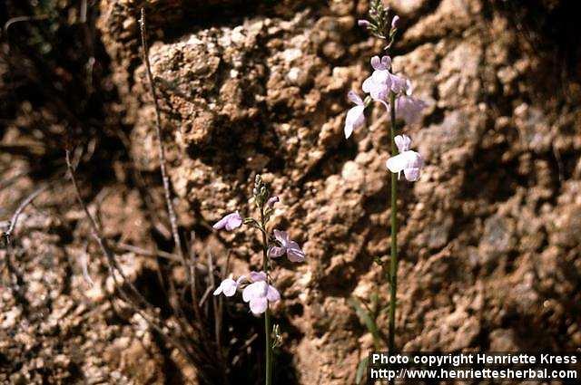 Photo: Nuttallanthus texanus 1.