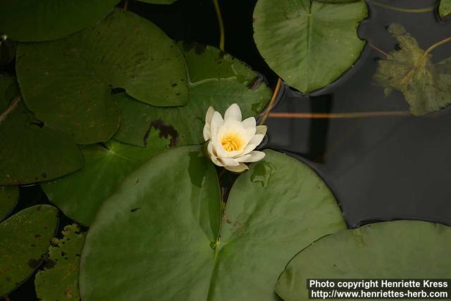 Photo: Nymphaea alba 6.