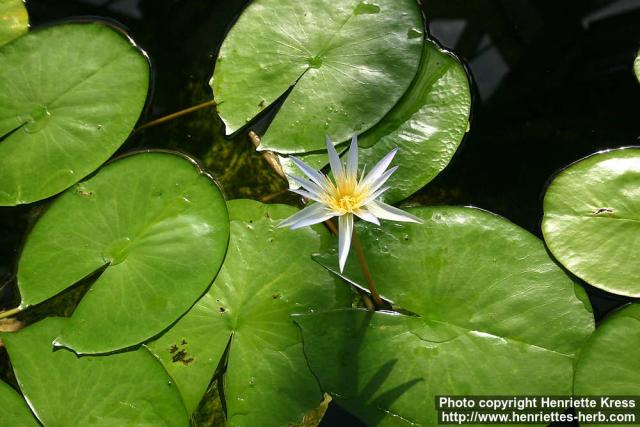 Photo: Nymphaea caerulea.