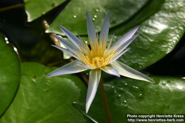 Photo: Nymphaea caerulea 1.