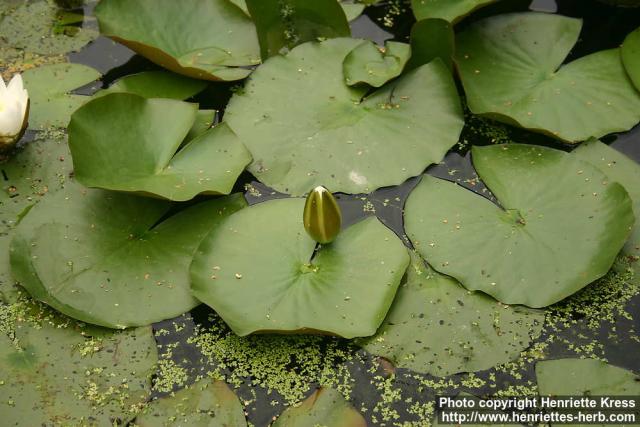 Photo: Nymphaea alba 10.