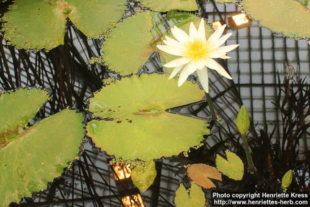 Photo: Nymphaea ampla 0.