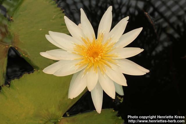 Photo: Nymphaea ampla 1.