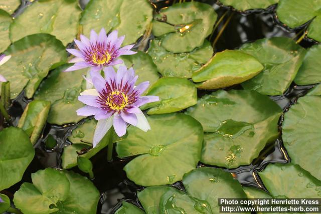 Photo: Nymphaea colorata 3.