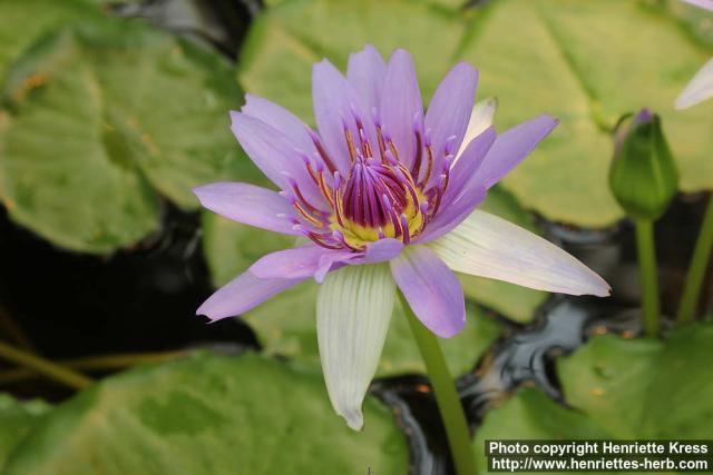 Photo: Nymphaea colorata 5.