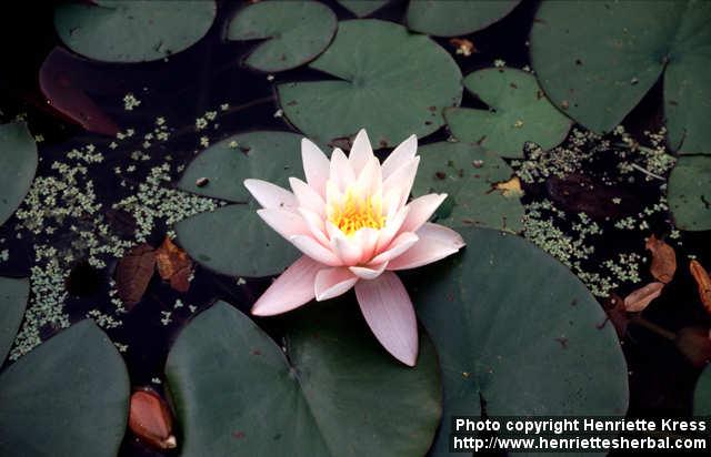 Photo: Nymphaea 1.