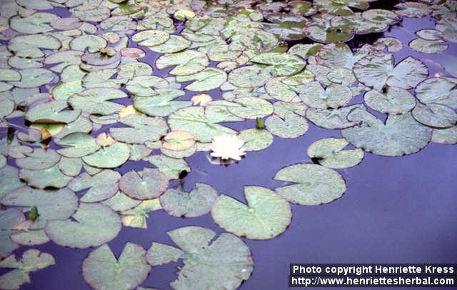 Photo: Nymphaea alba 1.