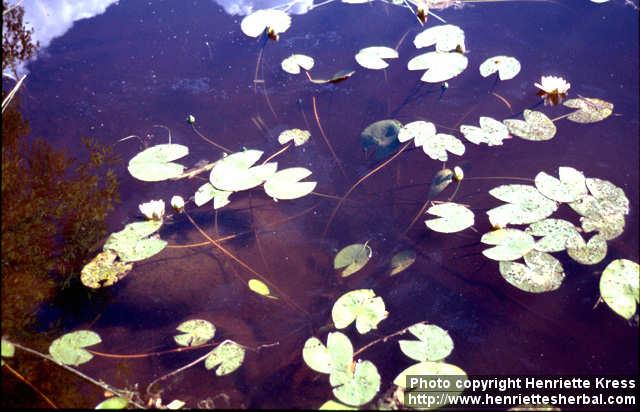 Photo: Nymphaea alba 2.